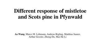 Contrasting Responses of Mistletoe and Scots Pine in Pfynwald Study