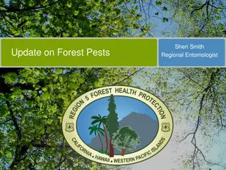 Update on Forest Pests Impacting Northern CA National Forests