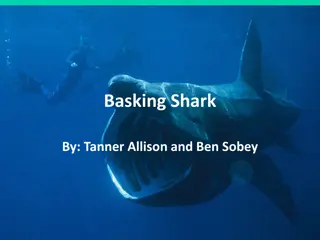 Fascinating Facts about Basking Sharks