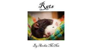 Discovering the World of Pet Rats