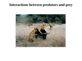 Predator-Prey Interactions: Impacts and Equilibria