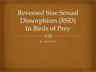 Reversed Size Sexual Dimorphism in Birds of Prey