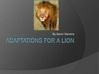 Amazing Adaptations of Lions in the Wild