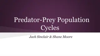 Predator-Prey Population Cycles: Analysis and Insights