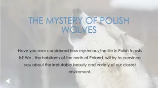 Discover the Enigmatic Polish Wolves and Their Forest Habitat