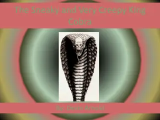 The Sneaky and Very Creepy King Cobra - Facts and Information