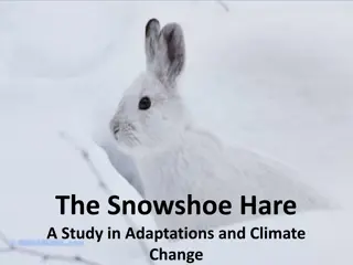 The Fascinating Adaptations of Snowshoe Hares in the Taiga Biome