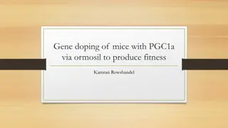 Exploring the Effects of Gene Doping with PGC1a via Ormosil on Fitness in Mice