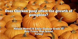 Effect of Chicken Poop Fertilizer on Pumpkin Growth