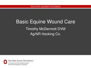 Basic Equine Wound Care: Understanding and Treatment