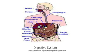 Exploring the Intricacies of the Digestive System