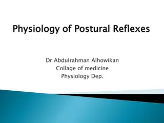 The Physiology of Postural Reflexes in Maintaining Body Equilibrium