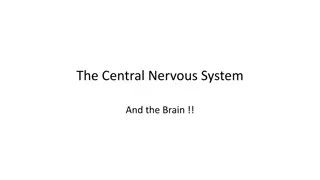 The Central Nervous System and Brain