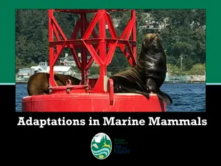 Adaptations in Marine Mammals - Insights into Their Unique Survival Strategies