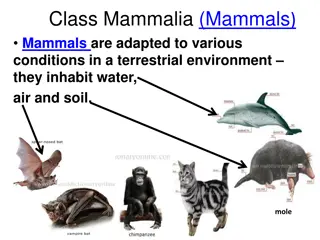 Adaptations and Characteristics of Mammals in Terrestrial Environments