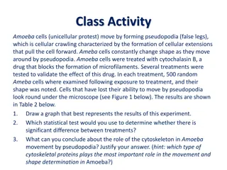 Investigation into the Role of Cytoskeletal Proteins in Amoeba Movement