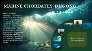 Dugongs: Marine Chordates of the Ocean