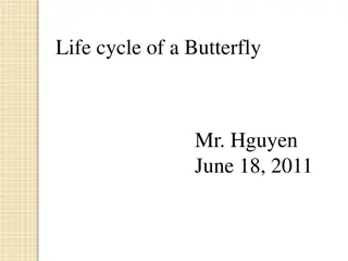 The Fascinating Life Cycle of a Butterfly