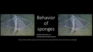 Insights into the Behavior and Life Cycle of Sponges