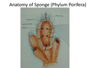 Comparative Anatomy of Sponge and Cnideria Phylum