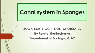 An In-Depth Look at the Canal System in Sponges