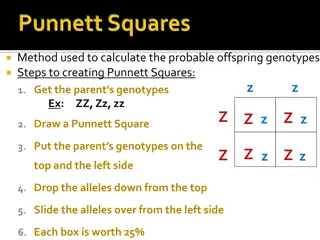 Punnett Squares for Predicting Offspring Genotypes