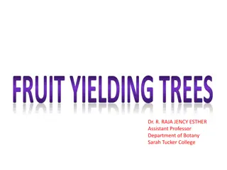 Explore Fruit-Yielding Trees: Mango, American Plant, Citron