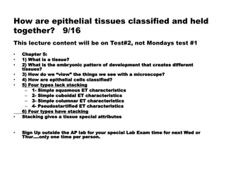 Epithelial Tissues: Classification and Cellular Characteristics