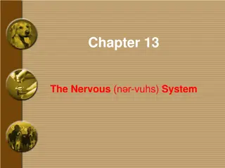 The Nervous System: A Comprehensive Overview