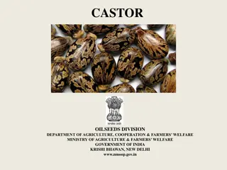 Overview of Castor Oilseed Cultivation in India