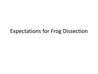 Frog Dissection Expectations and Procedures