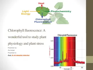 Chlorophyll Fluorescence in Plant Physiology