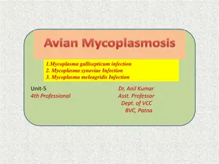 Mycoplasma Infections in Avian Species