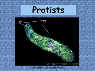 Exploring the World of Protists: A Kingdom of Diversity