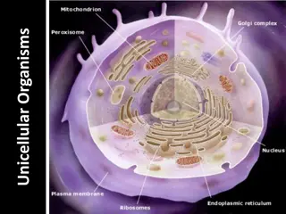 Unveiling the World of Unicellular Organisms