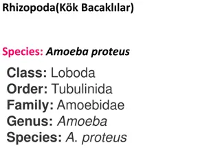 Microorganisms: Amoeba, Radiolaria, and Sporozoa