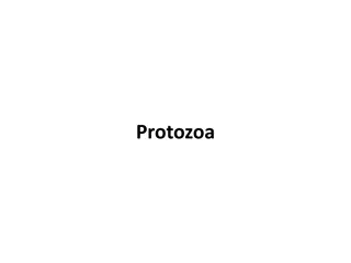 Protozoa: The Animal-Like Unicellular Organisms