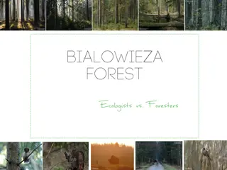 Białowieża Forest: Europe's Last Primeval Forest