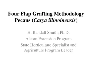 Four Flap Grafting Methodology for Pecans: A Comprehensive Guide