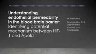 Investigating HIF-1 and Apold-1 in Endothelial Permeability at the Blood-Brain Barrier