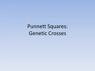 Punnett Squares and Genetic Crosses