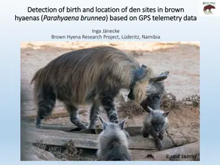 Study on Birth Detection and Den Site Location in Brown Hyaenas