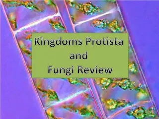 Exploring Kingdoms Protista and Fungi: Characteristics and Structures