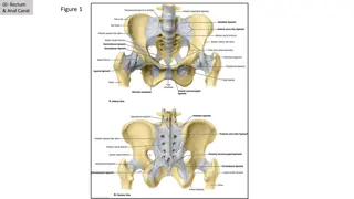 Anatomy of GI Rectum and Anal Canal: A Detailed Visual Guide