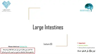 Understanding the Anatomy of the Large Intestine