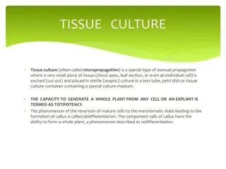 Tissue Culture and Explant Selection in Plant Micropropagation