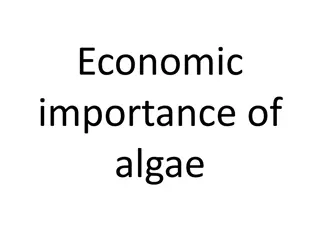 Importance of Algae in Various Industries