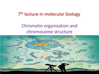 Chromatin Organization and Chromosome Structure in Molecular Biology