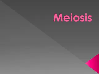 Meiosis: The Key Processes and Concepts