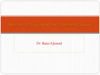 Human Chromosome Nomenclature and Structure